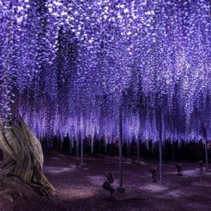 Meet your Posher, Chie